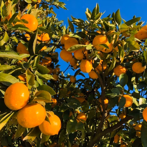 大玉【歳末SALE】在庫限り旨い！安い！甘い！食べてみて熊本みかん