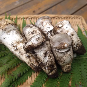 旬◆天然◆白松茸