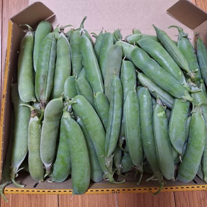 莢付き実えんどう800ｇ