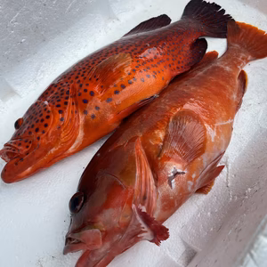 【捕獲動画あり】傷あり　ユカタハタ800gアカハタ900g 鱗、内臓処理済