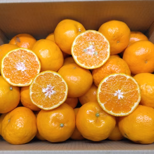 静岡県産　はるみ　家庭用　約3.5㎏