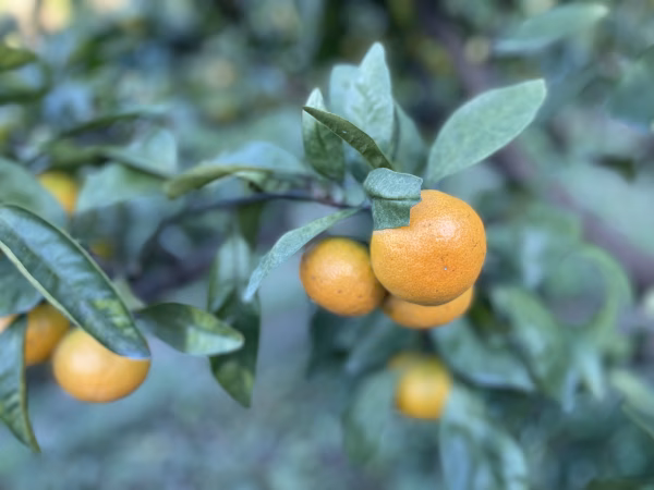 　甘くって濃厚、口どけみかん‼︎中山農園のゆら早生（オマケ2〜3個付）