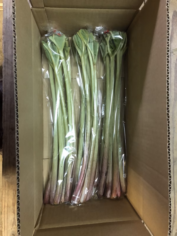 季節を楽しむ山菜  岳間ふき