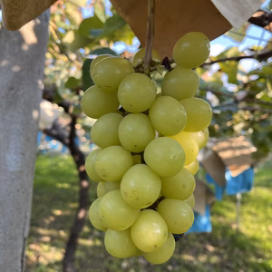 [８周年福袋]《勝沼産》葉と根から栄養満点の有機肥料による格別シャインマスカット