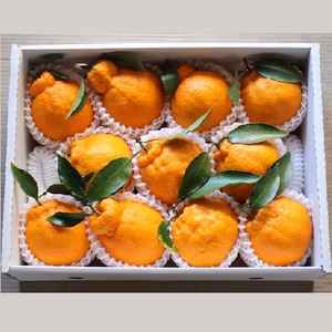 超熟しらぬい3kg～完熟を超えた超熟の味～