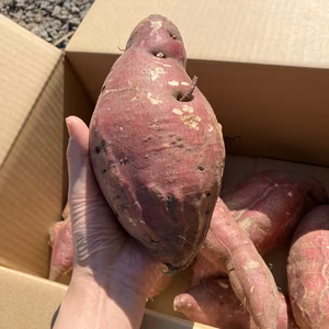 【甘～い】シルクスイート（さつまいも）【規格外品】5kg箱