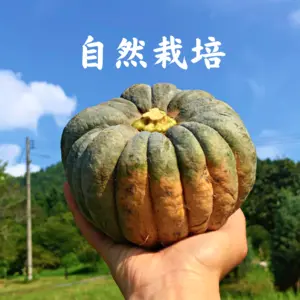 1.5kg"自然栽培の固定種かぼちゃ！日本かぼちゃ！　野菜
