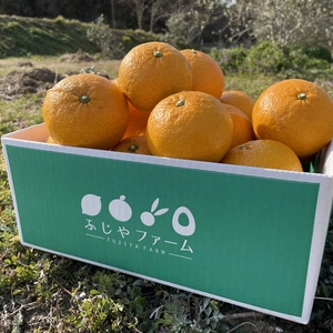 【初夏の香りを楽しみませんか？】大崎上島産「甘夏」〜旬のラストの柑橘〜
