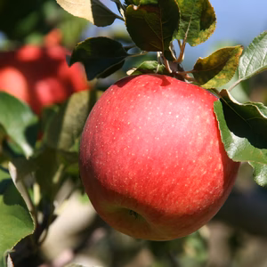 信州中野産　シナノスイート　ご家庭用　りんご