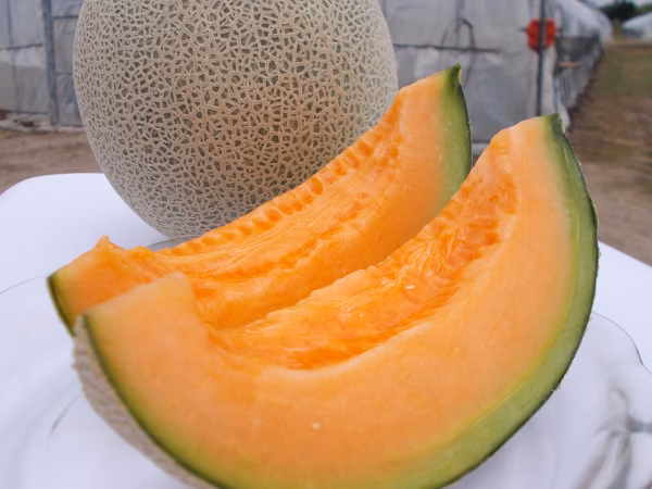 北海道の美味しいメロン！7月22日から収穫開始！５個入り８kg以上の大箱