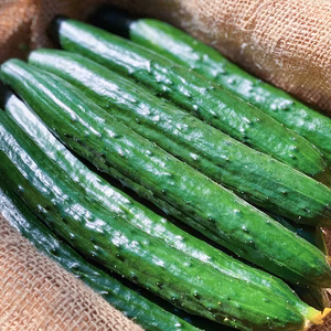 採れたて‼︎新鮮きゅうり　たっぷりお届け　3kgまたは4.5kg