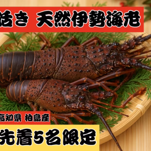 ▼漁師直送【濃厚な旨み 天然活き伊勢エビ】高知県産｜500g〜2kg