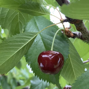 【6/2~発送】 山形のさくらんぼ「紅さやか」バラ詰め700g