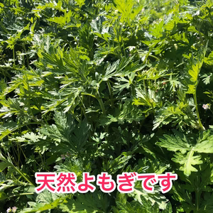 【GW特別企画】天然よもぎでおうちで手作り！楽しみませんか！