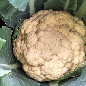 カリフラワーの野菜セット（4種類以上）