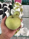 食べ比べセット梨【ご家庭用】豊水・秋麗・20世紀 3キロ（7玉から13玉入り）