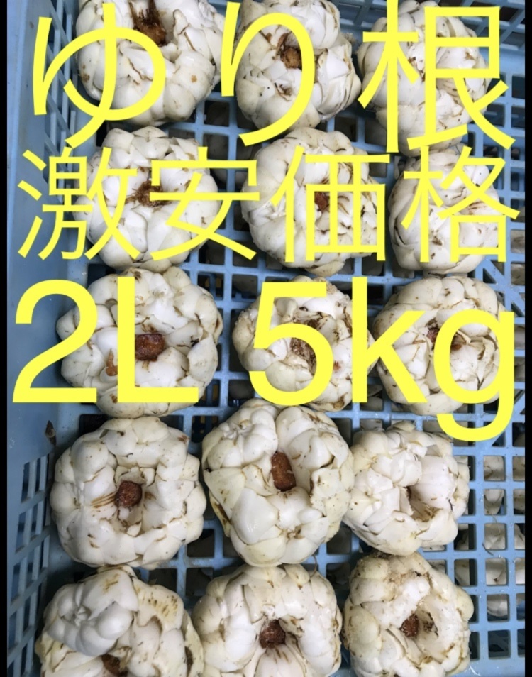 北海道産 ゆり根 2L 5kg お徳用 大特価 野菜