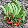 常温発送【川上農園】四角豆+生唐辛子たっぷりセット♪ 茨城県産