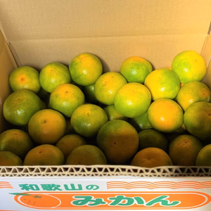 和歌山県産　ゆら早生みかん　（S~Lサイズ混合）
