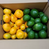 人気レモン約2㌔　みかん約2㌔　人気のツートップ