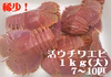 活きウチワエビ（大サイズ）6～10匹おみやげ付き（ゆず果汁1本50ｍｌ）