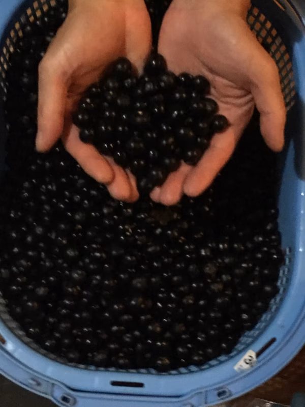 ハックルベリー（1キロ）への入口はこちらです。