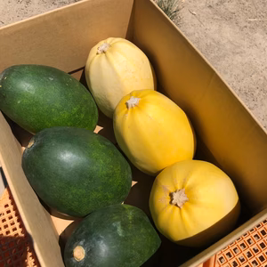 冬瓜小玉・そうめん南瓜小玉セット(小)◎