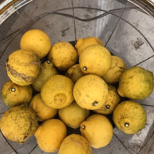 【有機JAS認定】小玉ばかりのはるかです！加工用に。