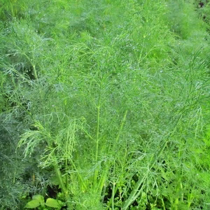 【新鮮☆朝収穫】ディル 50g ～香り高濃度 フレッシュハーブ