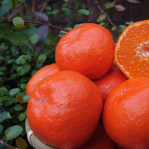 （2S~Ｓ混合サイズ）奇跡の紅いみかん「小原紅早生」みかん