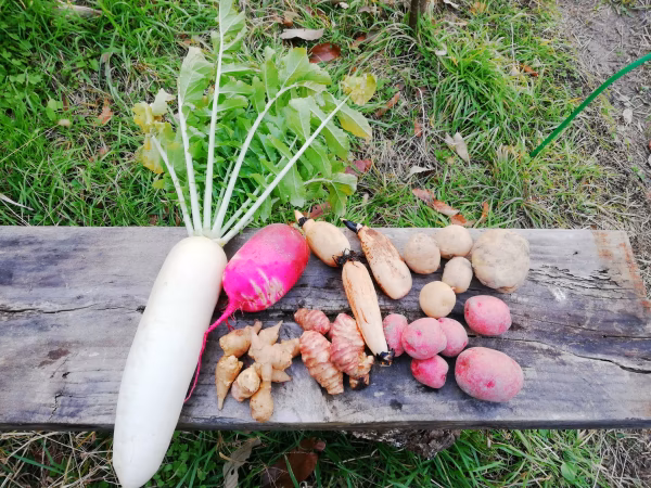 【福袋2022】野菜の味を楽しもう!!自然栽培で育った紅白野菜〜