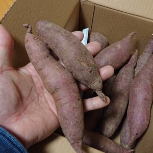 蒸かしても甘い～(^o^)丿さつまいも【紅はるか】M＆Sサイズ２ｋｇ箱満タン