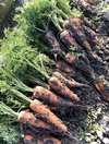 是非生で！採りたて新鮮☆湖国の人参
