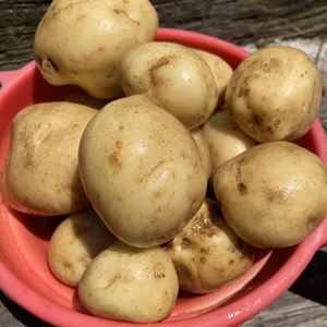 南房総鴨川産ニンニクと新じゃがいものセット