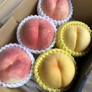 硬い桃好きさんにオススメ❗️“さくら白桃“&“黄貴妃“ 食べ比べBOX 家庭用
