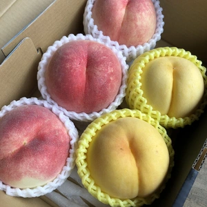 硬い桃好きさんにオススメ❗️“さくら白桃“&“黄貴妃“ 食べ比べBOX 家庭用 
