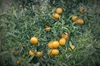 ふぁおの柑橘SSセット『紅色黄色』(お試しサイズ計2kg）ご家庭向き