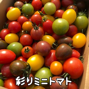 ミニトマトセット！〜本日収穫分を明日、明後日発送