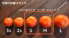 【一度食べてみませんか】奇跡の紅いみかん「小原紅早生」Ｓ～Ｍサイズ　