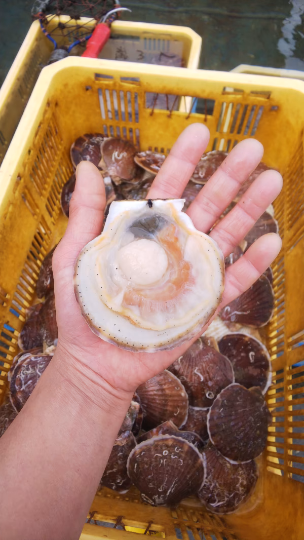 訳ありお買い得！BBQにもオススメ青森県むつ湾ホタテ 訳あり2年貝