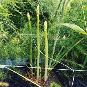 置賜盆地のシャキッとアスパラ（1kg）2Ｌ