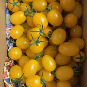 『アイコイエロー1kg箱』【ピカピカ！綺麗】新鮮＋甘いおすすめアイコ〜