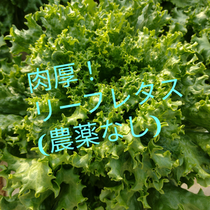 秋田市から！リーフレタスセット〘サラダ、お弁当、味噌汁、使い道万能!〙