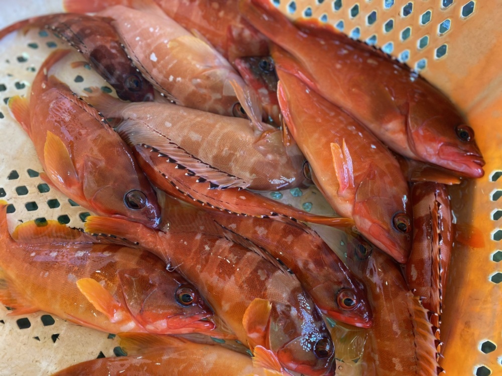 高級魚アカハタ1匹で0 8 サイズ 農家漁師から産地直送の通販 ポケットマルシェ