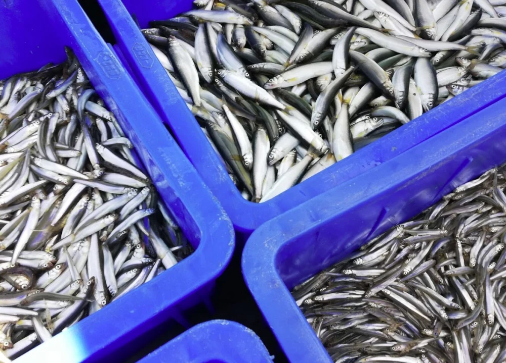 琵琶湖の旬を届ける淡水魚定期便