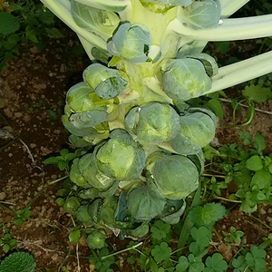 芽キャベツ、ふきのとうのセット