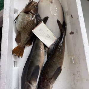 迷ったらココ❗️本日水揚げ❗️鮮魚ガチャ