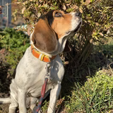 ナニマビーグル