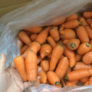 とても甘い八ヶ岳高原の訳ありにんじん（農薬・化学肥料不使用）小さめ