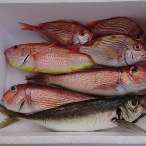 再販相模湾産天然魚お任せ詰め合わせセット！アマダイとイトヨリダイ+α